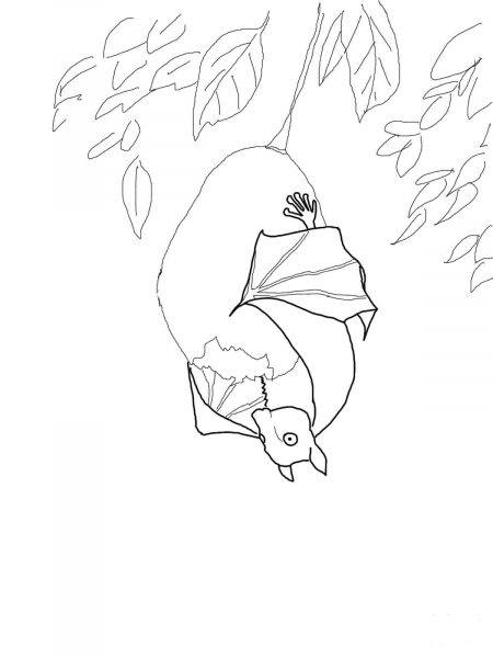 Stellaluna Hanging on Fruit coloring page image