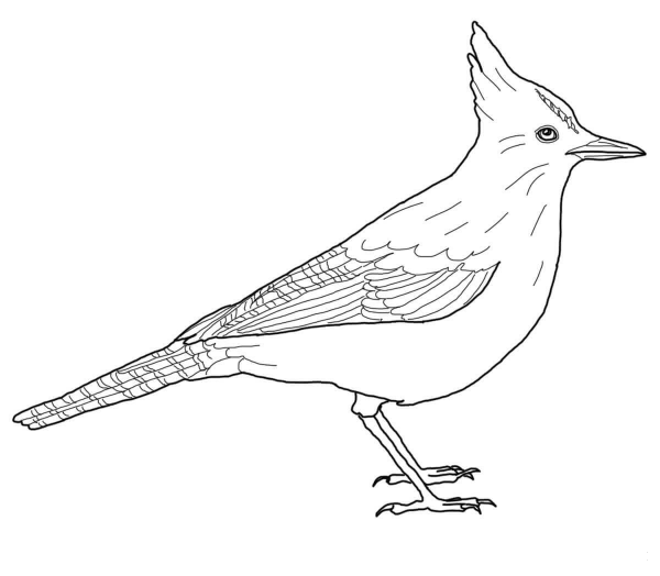 Steller’s Jay coloring page image