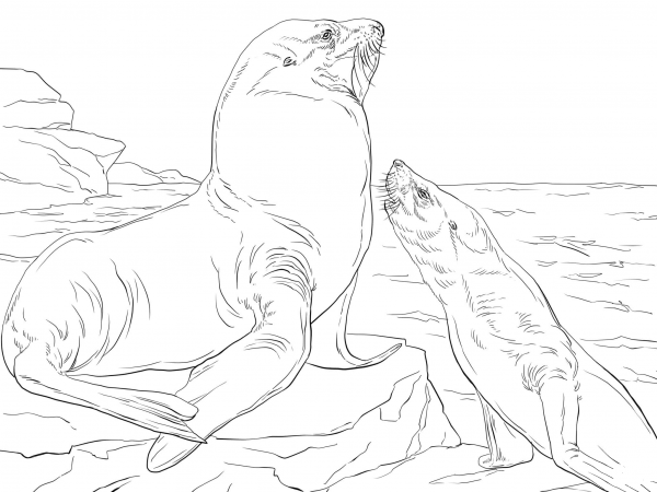 Steller Sea Lions coloring page image