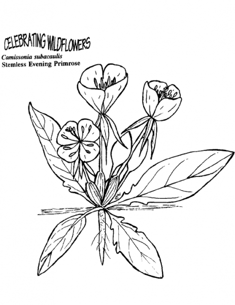Stemless Evening Primrose coloring page image