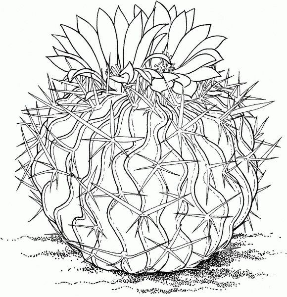 Stenocactus Multicostatus or Brain Cactus coloring page image