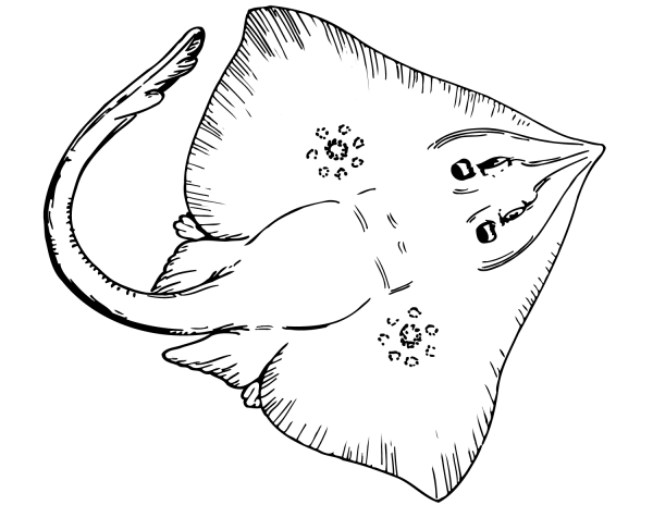 Stingray coloring page image