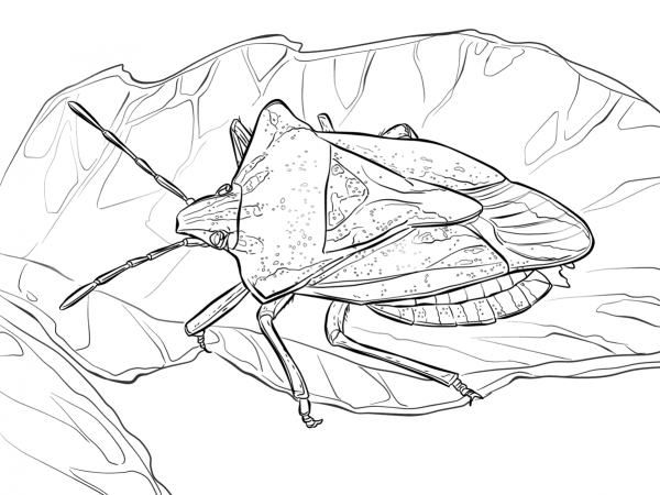 Stink Bug coloring page image