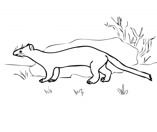 Stoat Ermine coloring page image