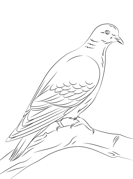 Stock Dove coloring page image