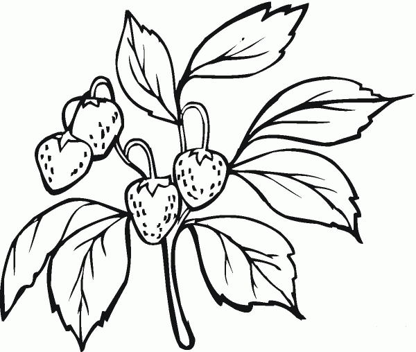 Strawberries on the Branch coloring page image