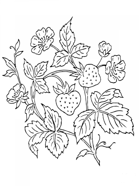 Strawberry Bush coloring page image