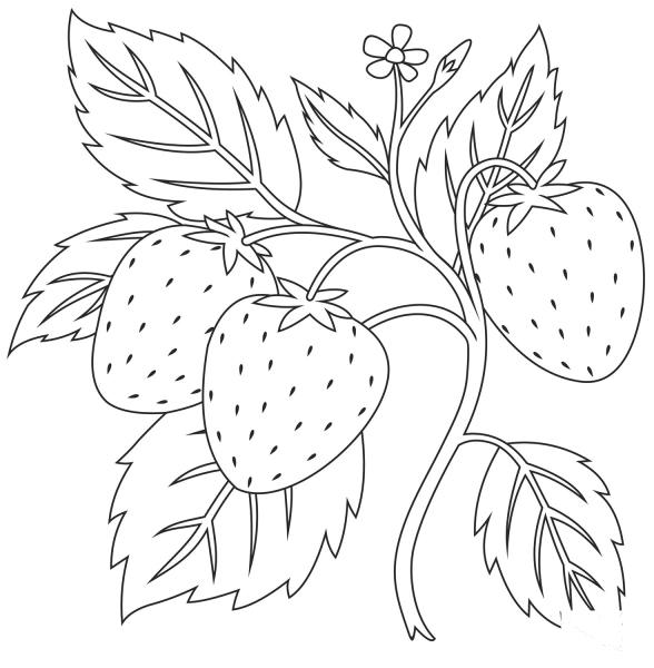 Strawberry coloring page image