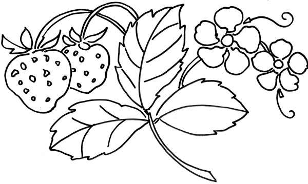 Strawberry Flower  coloring page image
