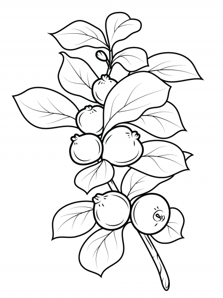 Strawberry Guava coloring page image