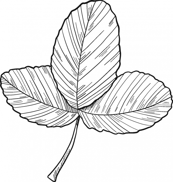 Strawberry Leaves coloring page image