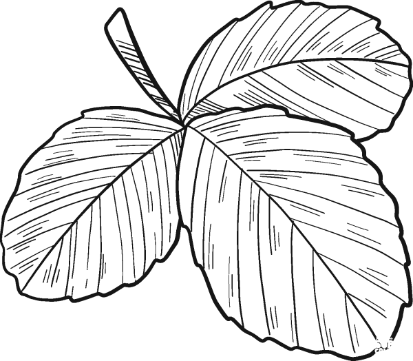 Strawberry Leaves coloring page image