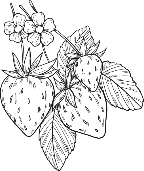 Strawberry Plant coloring page image