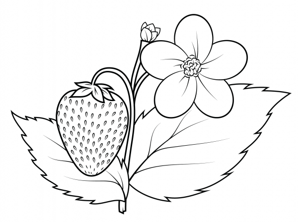 Strawberry Plant coloring page image