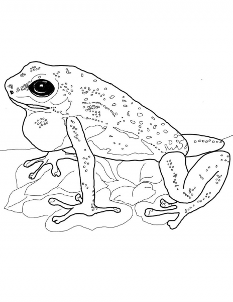 Strawberry Poison Dart Frog coloring page image