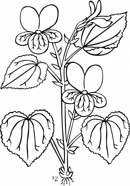 Stream Violet or Pioneer Violet coloring page image
