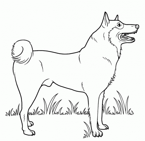 Street Dog  coloring page image