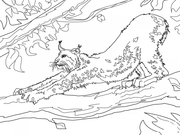 Stretching Canada Lynx coloring page image