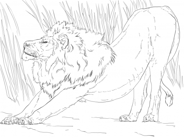 Stretching Lion coloring page image