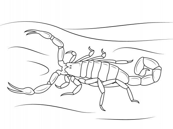 Striped Bark Scorpion coloring page image