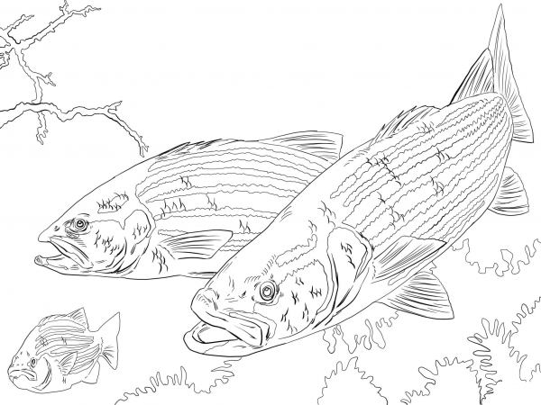 Striped Bass coloring page image