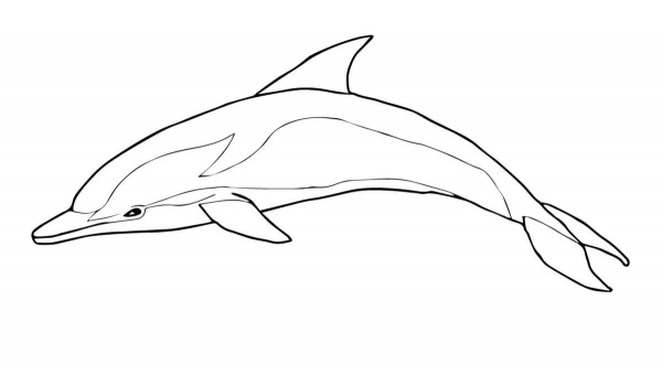 Striped Dolphin coloring page image