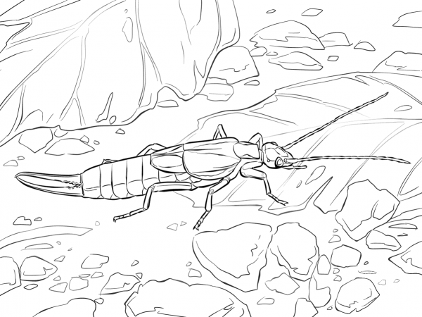 Striped Earwig coloring page image