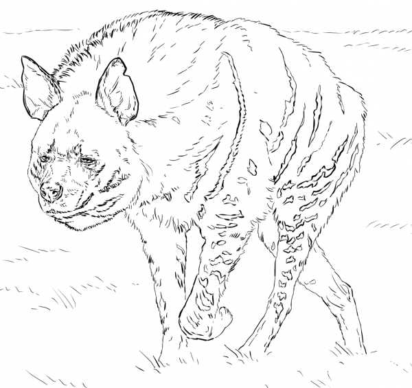 Striped Hyena coloring page image