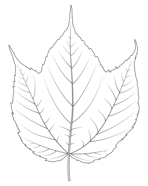 Striped Maple Leaf coloring page image