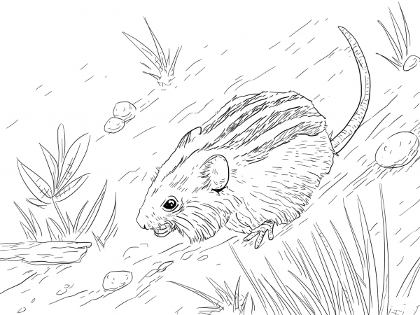 Striped Mouse coloring page image