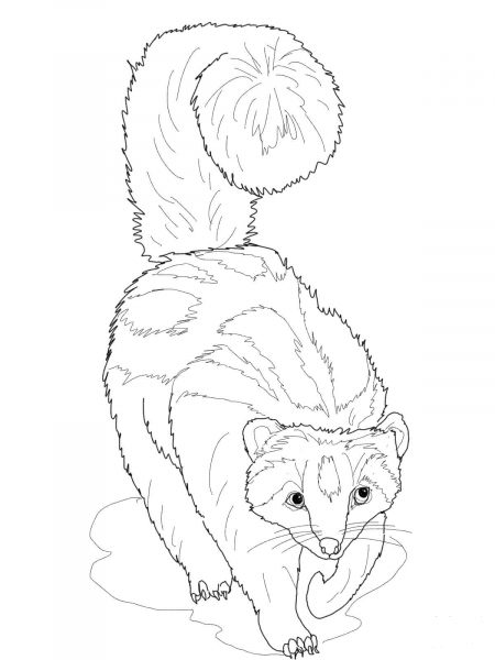 Striped Polecat Zorilla coloring page image
