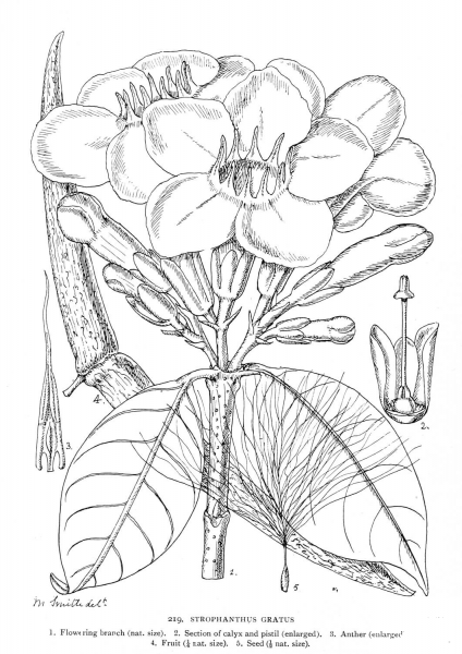 Strophanthus Gratus coloring page image