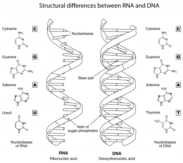 Structural Differences Between RNA and DNA coloring page image