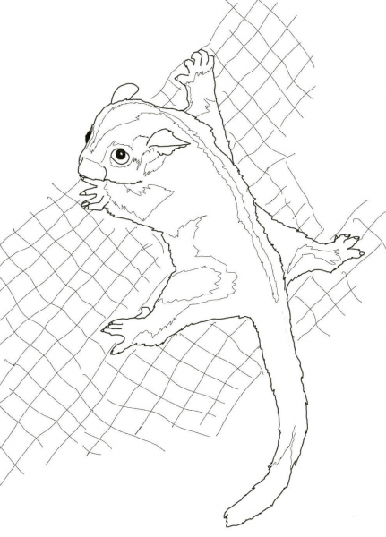 Sugar Glider coloring page image