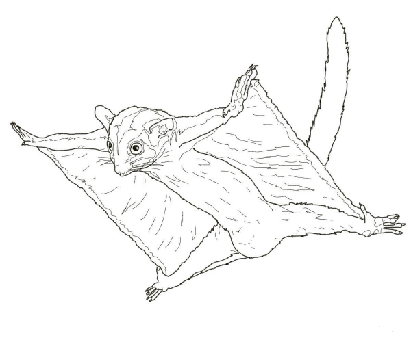 Sugar Glider Flying coloring page image