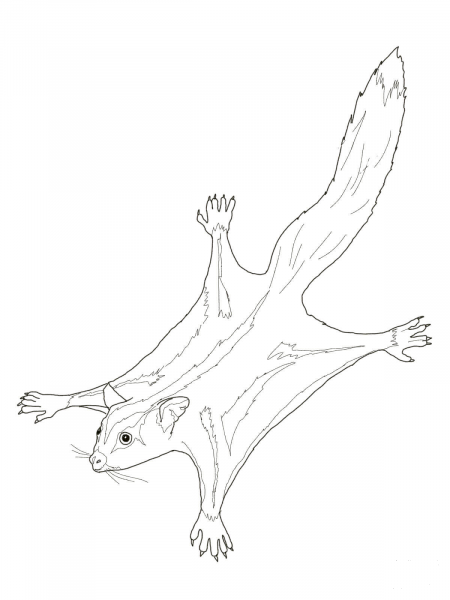 Sugar Glider Possum coloring page image
