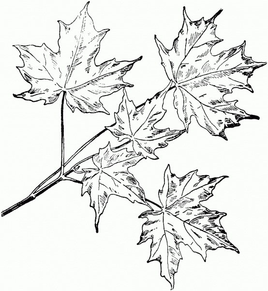 Sugar Maple Branchlet coloring page image