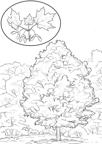 Sugar Maple coloring page image