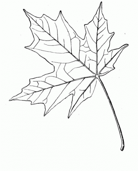 Sugar Maple Leaf coloring page image