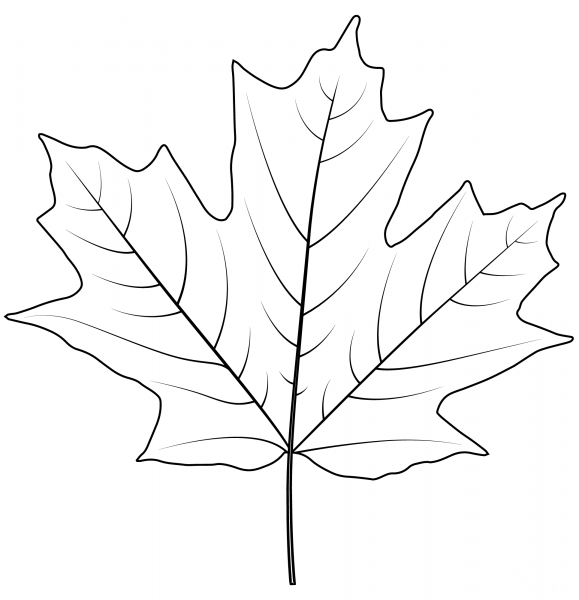 Sugar Maple Leaf coloring page image