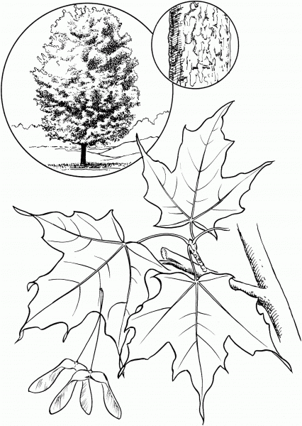 Sugar Maple Tree coloring page image