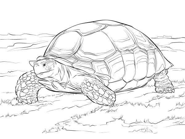 Sulcata Tortoise coloring page image