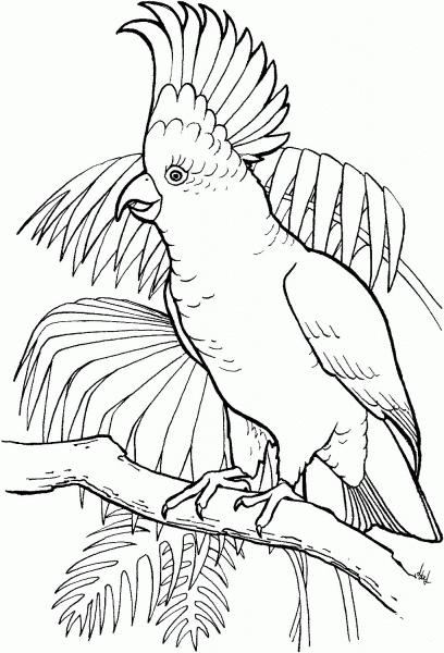 Sulfur Crested Cockatoo coloring page image