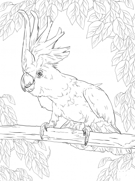 Sulphur Crested Cockatoo coloring page image