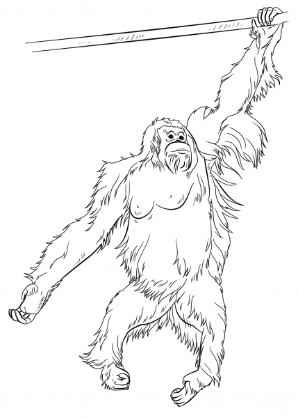 Sumatran Orangutan coloring page image