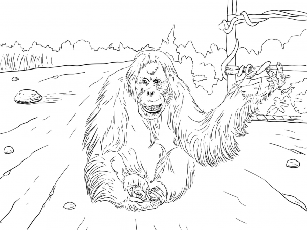 Sumatran Orangutan coloring page image