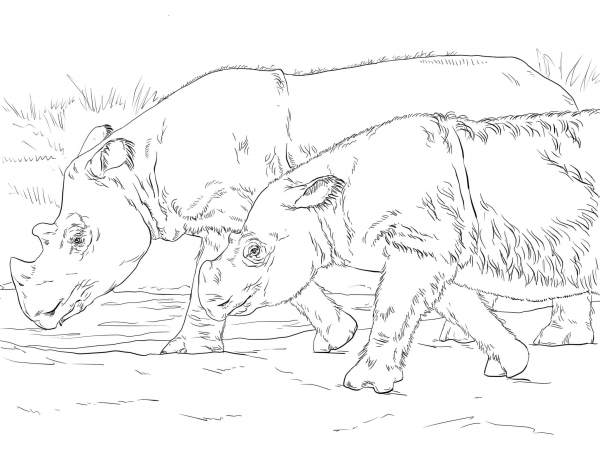 Sumatran Rhinos coloring page image
