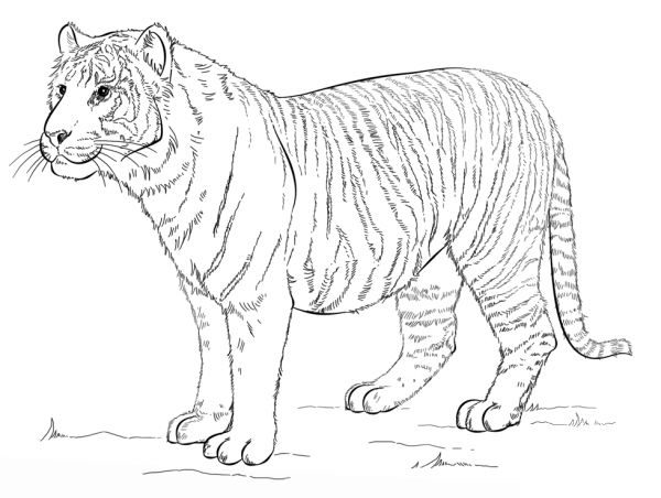 Sumatran Tiger coloring page image