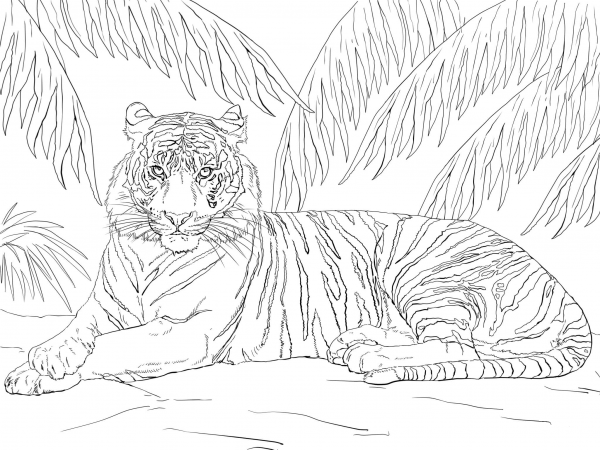 Sumatran Tiger Laying Down coloring page image