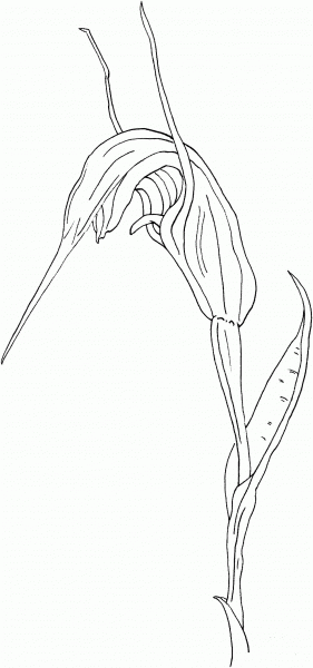 Summer Greenhood Pterostylis Decurva coloring page image